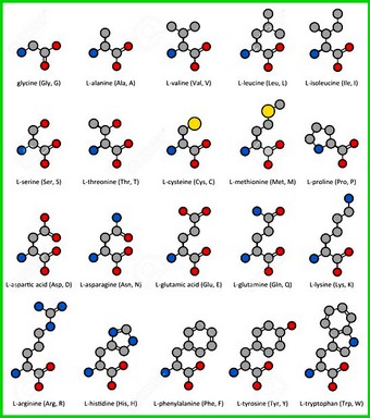 22 acides aminés Pt