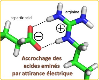acides aminés accrochage electrique