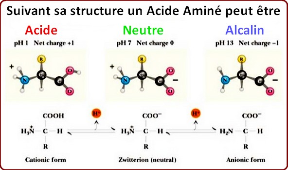 acide aminé acidité