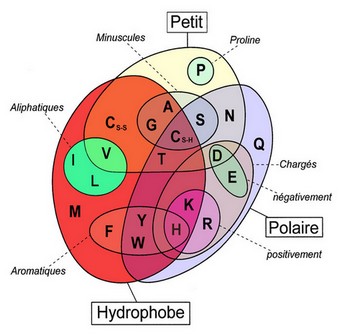 catégories acides aminés