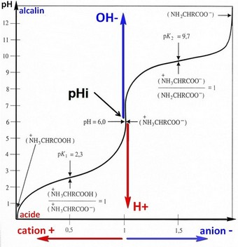 acide aminé équilibre pHi pt