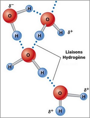 bioélectronique eau liaisons hydrogène