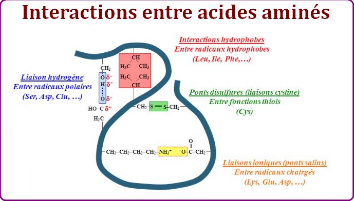 interactions ponts acides aminés