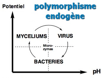 polymorphisme microzymas graphe