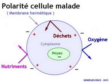 cellule blocage membrane