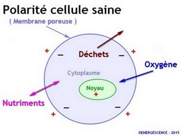 cellule passage membrane