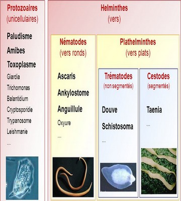 frequencethérapie classe parasites