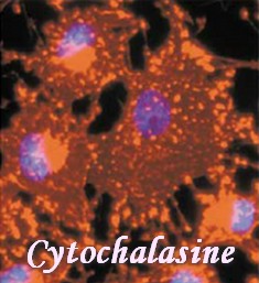 fréquencethérapie champignon cytochalasine