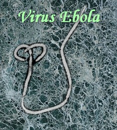 fréquencethérapie virus ebola