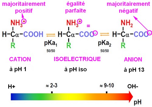 acide aminé acidité