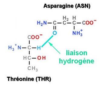 liaison hydrogene ASN THR
