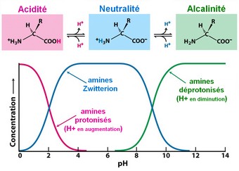 acides aminés zone pH