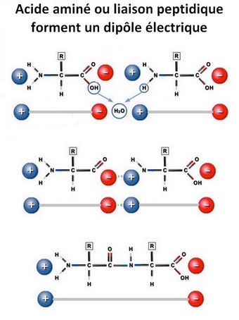 bioelectronique proteines peptides dipoles electriques Pt