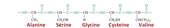 liaisons acides aminés
