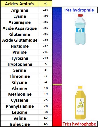 acides aminés hydrophobie