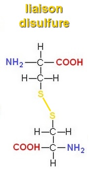 liaison disulfure 1