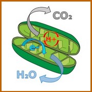 bioélectronique mitochondrie électrique