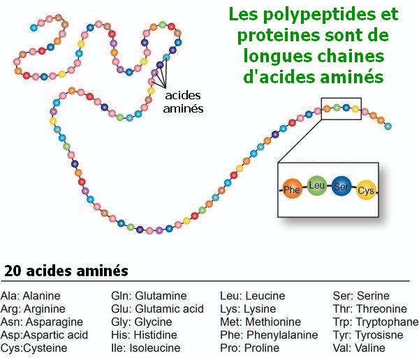 peptides et 20 acides aminés