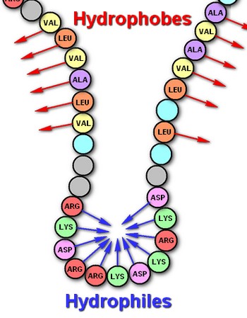 Acide aminé Hydrophobie hydrophilie
