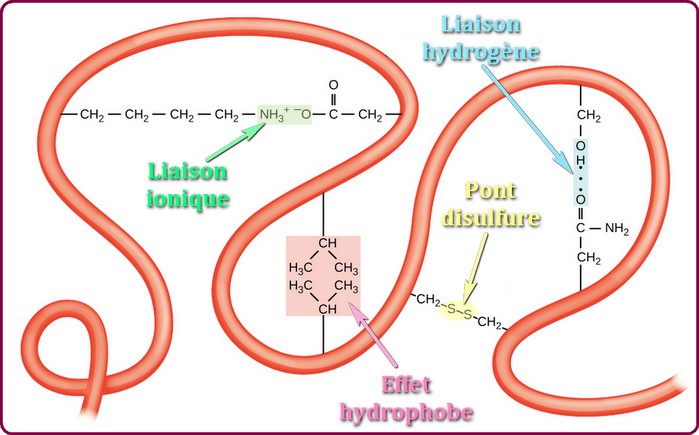 proteine liaisons de structure