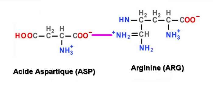 liaison ionique ASP ARG