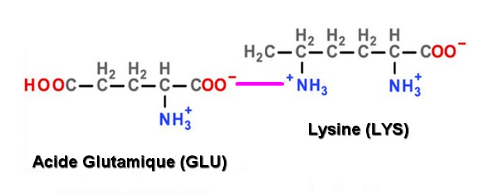 liaison ionique GLU LYS