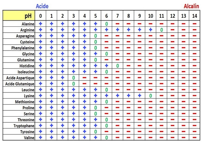 polarités acides aminés