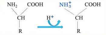 acide capte proton