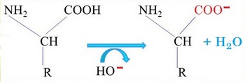 alcalin perd proton