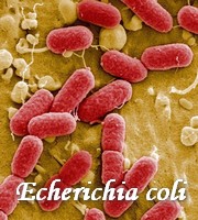 parasites utiles escherichia