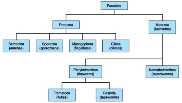 frequencetherapie classification parasite