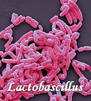 parasites utiles lactobascillus