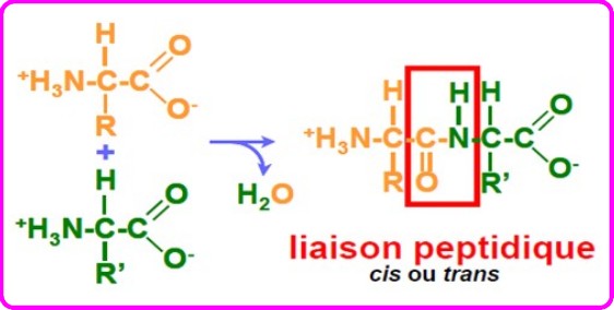 Liaison Peptidique