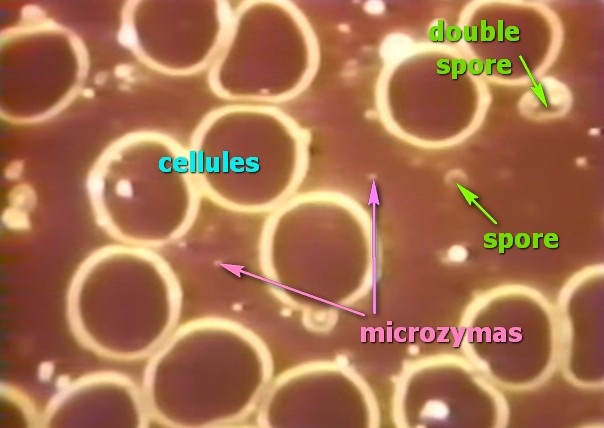 polymorphisme microzymas