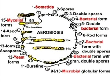 microzymas en mutation