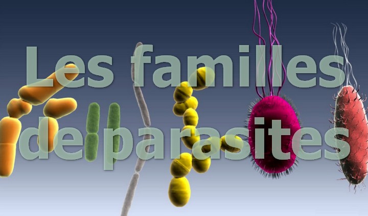 frequencetherapie famille parasites