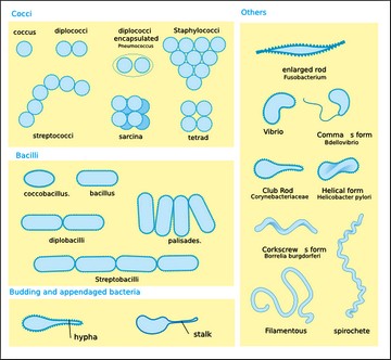 frequencetherapie formes parasites