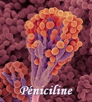 parasites utiles peniciline
