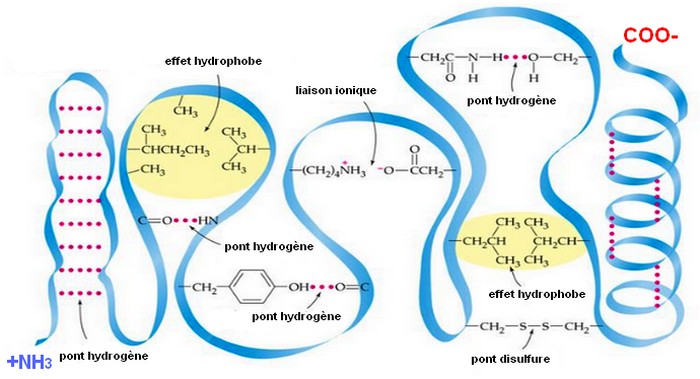 peptides liaisons formes