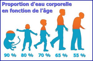 eau proportion age