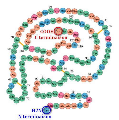 proteine chaine acides aminés 1