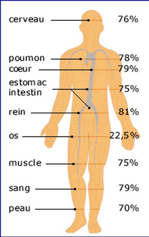 répartition eau corps humain