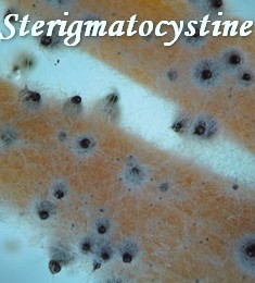 fréquencethérapie champignon sterigmatocystine