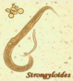 frequencetherapie vers strongyloides