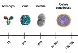 frequencethérapie taille parasites