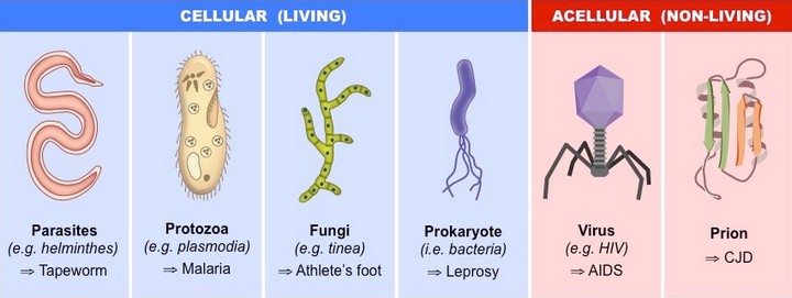 frequencethérapie types parasites